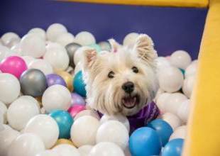 Acompa��a noticias - Expopet