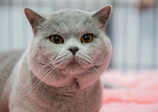 Acompa��a noticias - Expopet