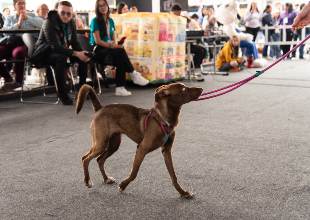 Acompa��a noticias - Expopet