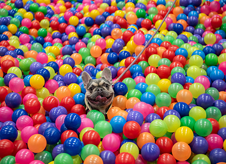 Acompaña noticias - Expopet