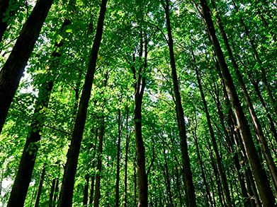 The furniture and wood industry, committed to sustainable practices