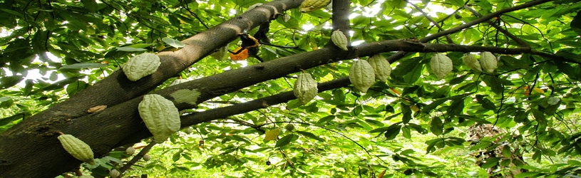 Cocoa crisis in the world, incentive for production in Colombia