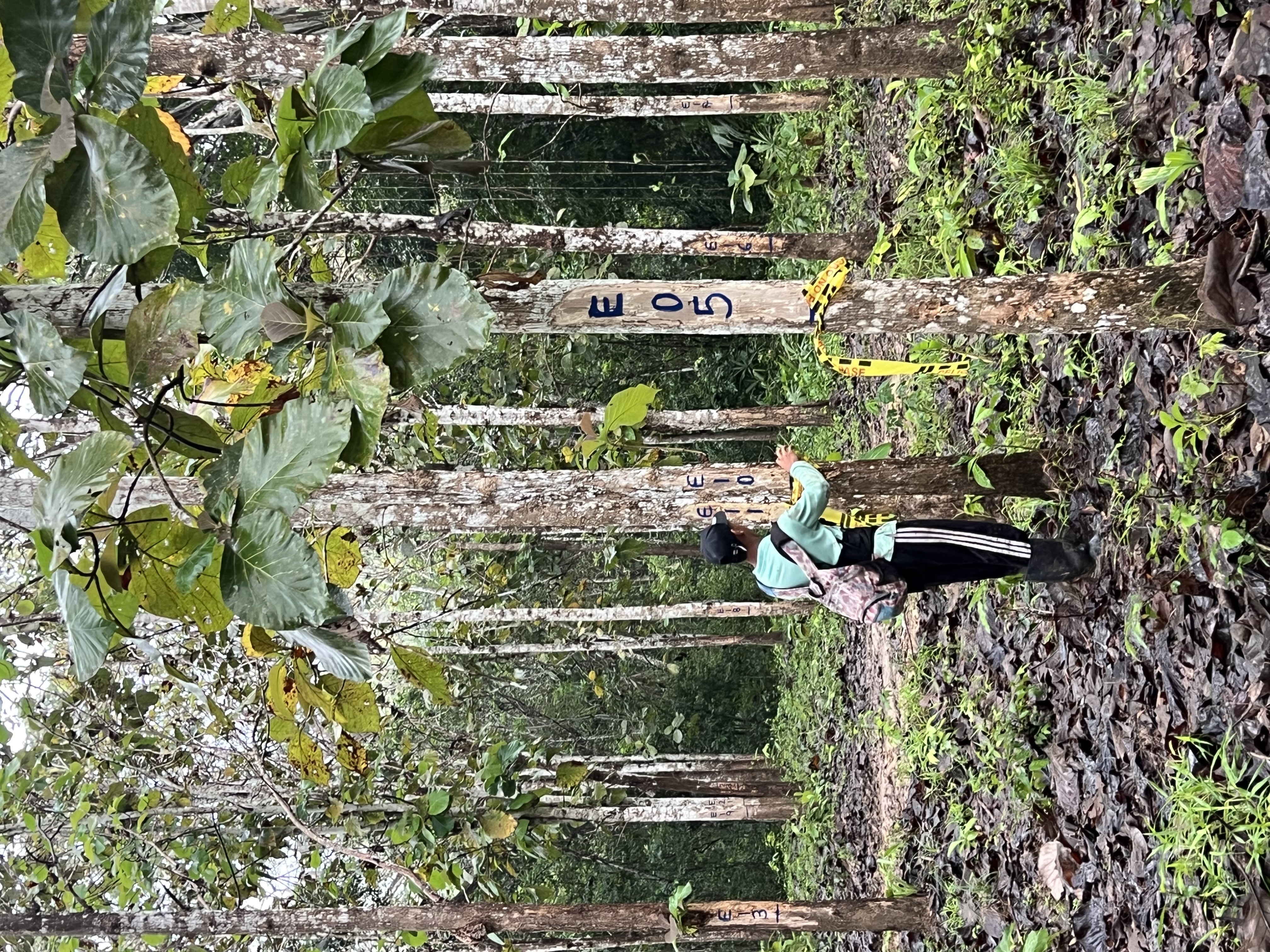 BOSQUES VIVOS, COMUNIDADES FUERTES  Y MADERA CON IMPACTO POSITIVO